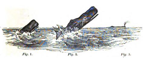 Beale: Three postures of the sperm whale